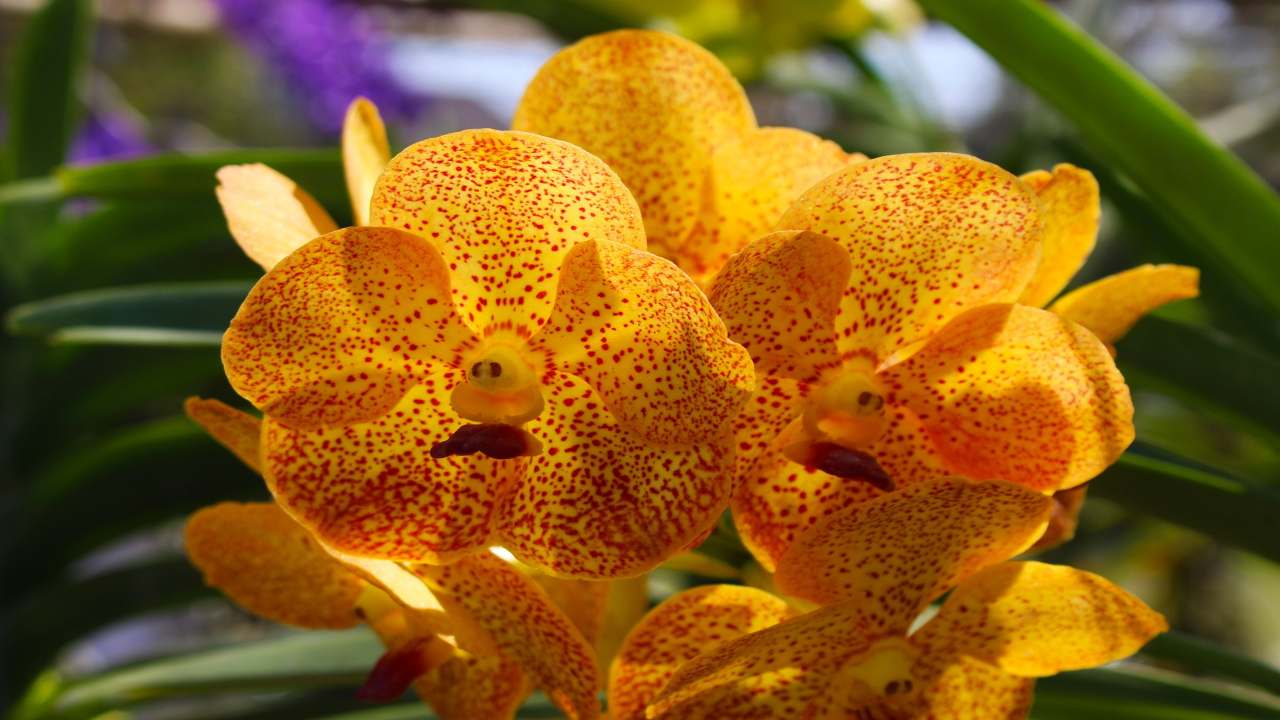 Orchidea arancione luce illuminazione