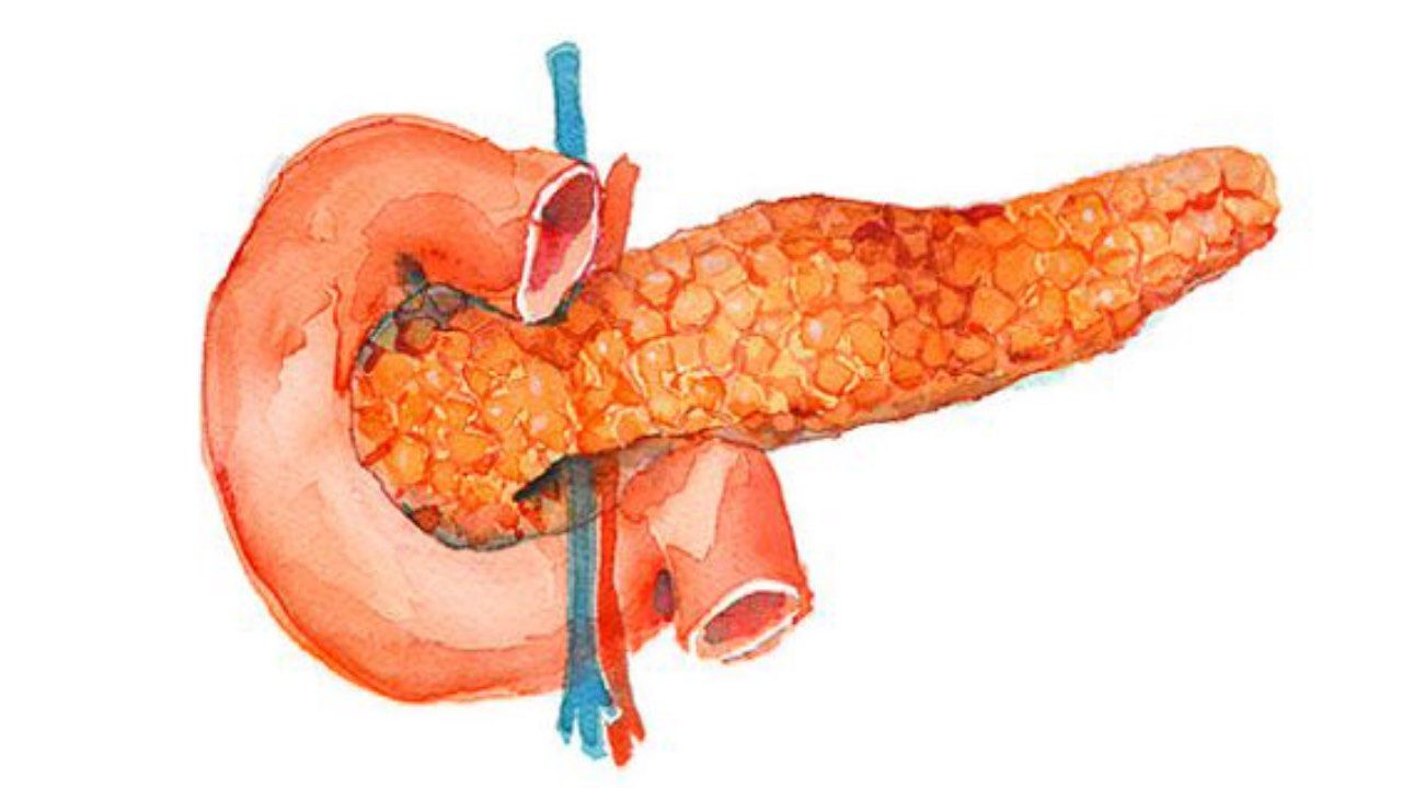 ILLUSTRAZIONE PANCREAS DETOX