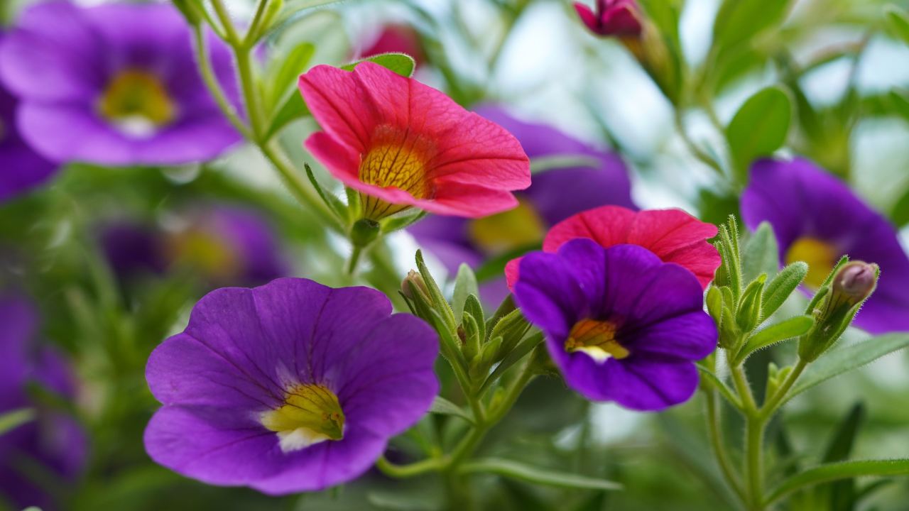 Petunia importazione fiori