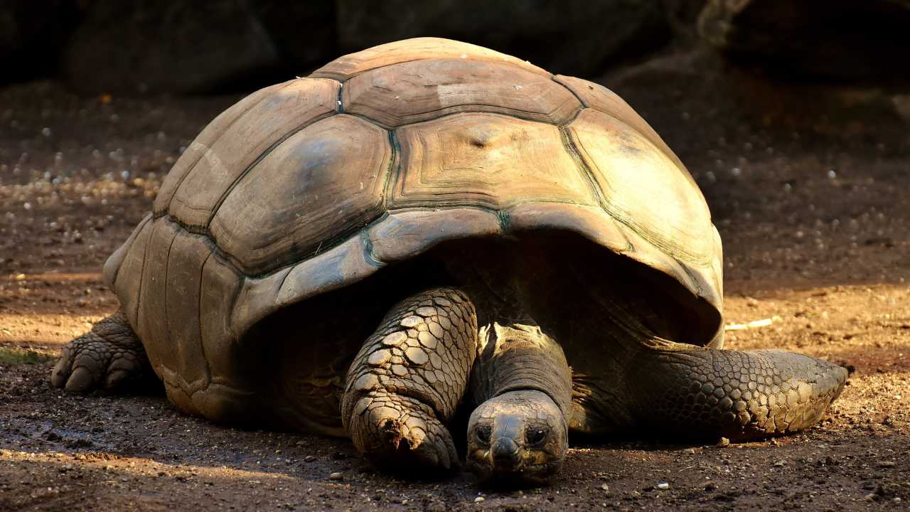 Galapagos specie tartaruga