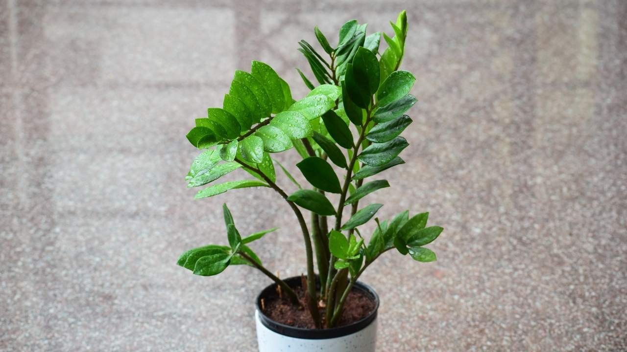 zamioculcas