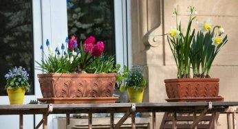 Per una primavera indimenticabile sono questi i 10 fiori da piantare in giardino