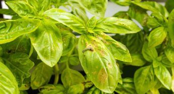 Basilico ingiallito e bruciato: il rimedio economico per aiutare la tua piantina