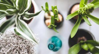 Creare un impianto di irrigazione con una bottiglia. L’idea geniale che ti cambierà la vita
