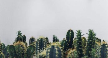 Cactus in via d’estinzione, colpa del cambiamento climatico: la recente scoperta