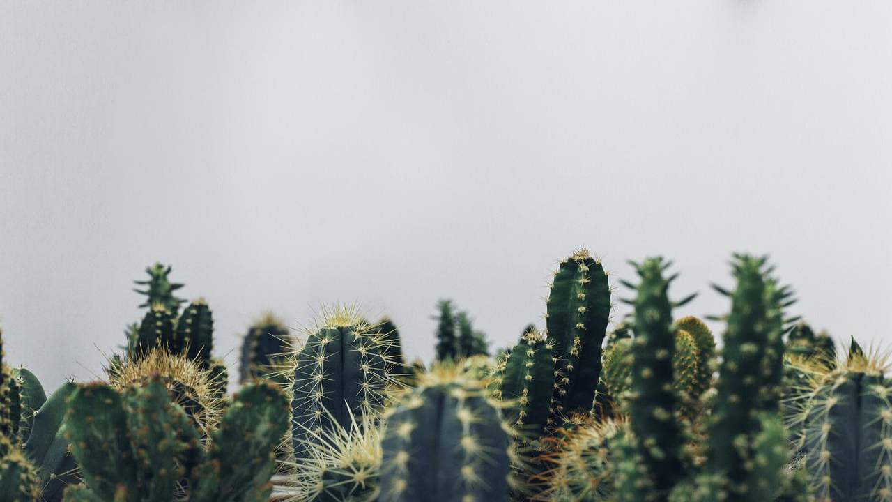 Cactus via estinzione studio Nature