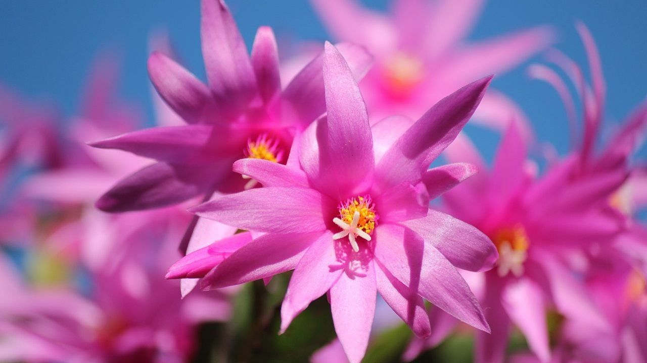 Cactus di Natale rosa tecniche moltiplicazione