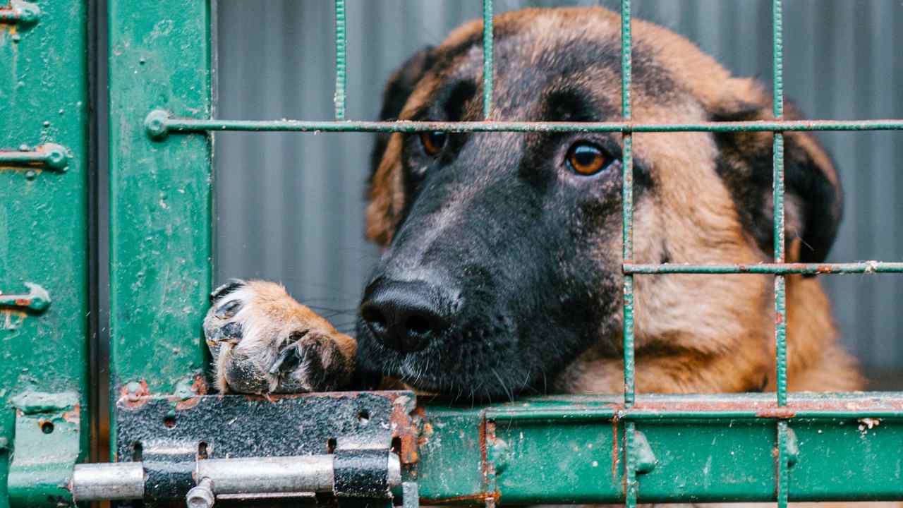 Cani sperimentazione adottare