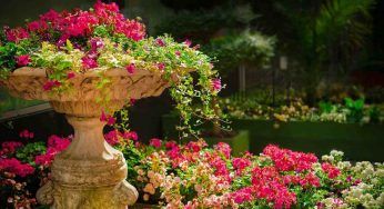 Se lo usi in giardino le tue piante ti ringrazieranno. Mai vista una fioritura così