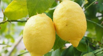 Perchè i frutticini dei limoni cadono: la verità non ti piacerà, devi agire in fretta