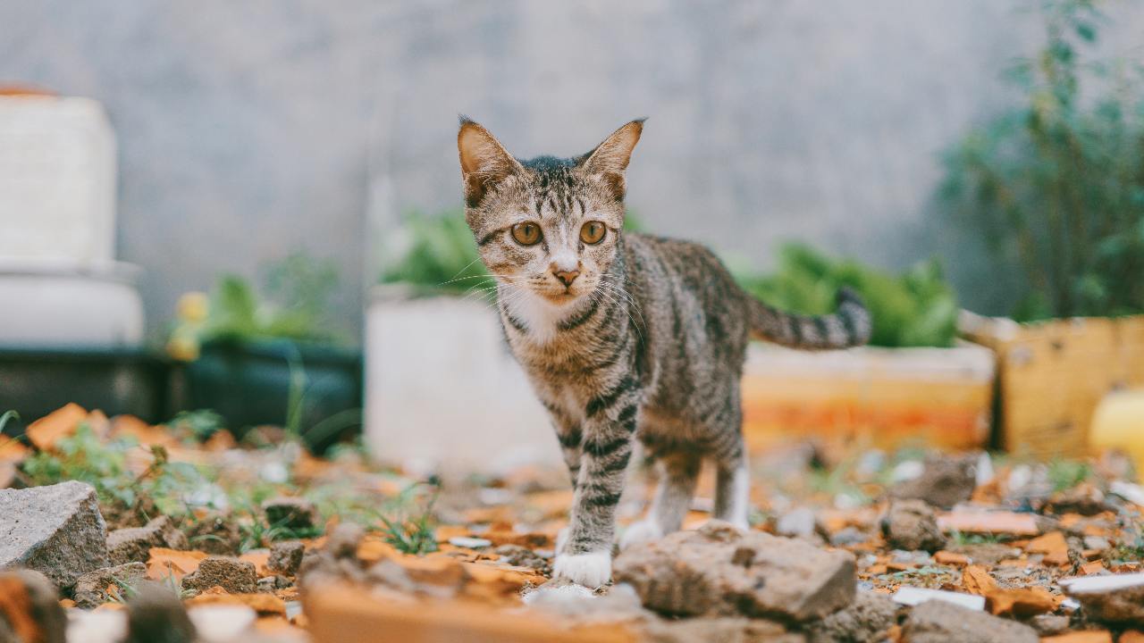 Gatto pipì aiuole soluzione