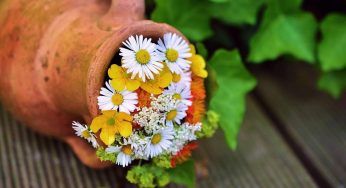 Aceto, utile non solo in cucina. Le 10 cose che non sapevi di poter fare in giardino