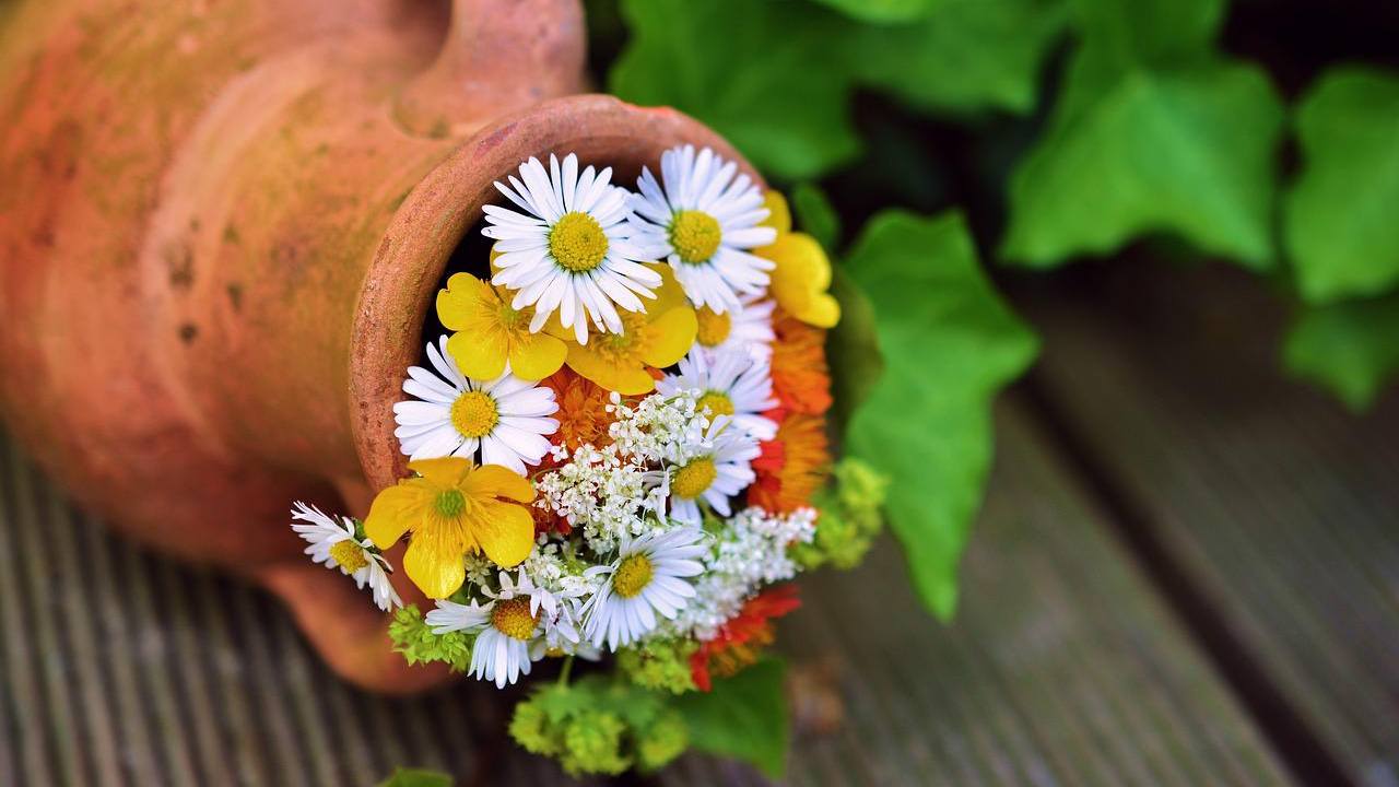 aceto utile giardino