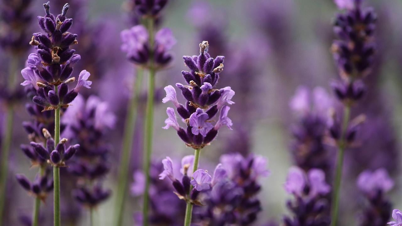 Lavanda effetti benefici