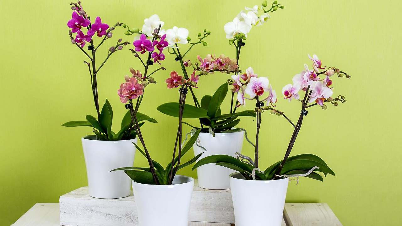 Orchidea supermercato attenzione