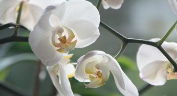 Orchidea sana e forte: il trucco dei fiorai è una vera magia. Ne bastano poche gocce