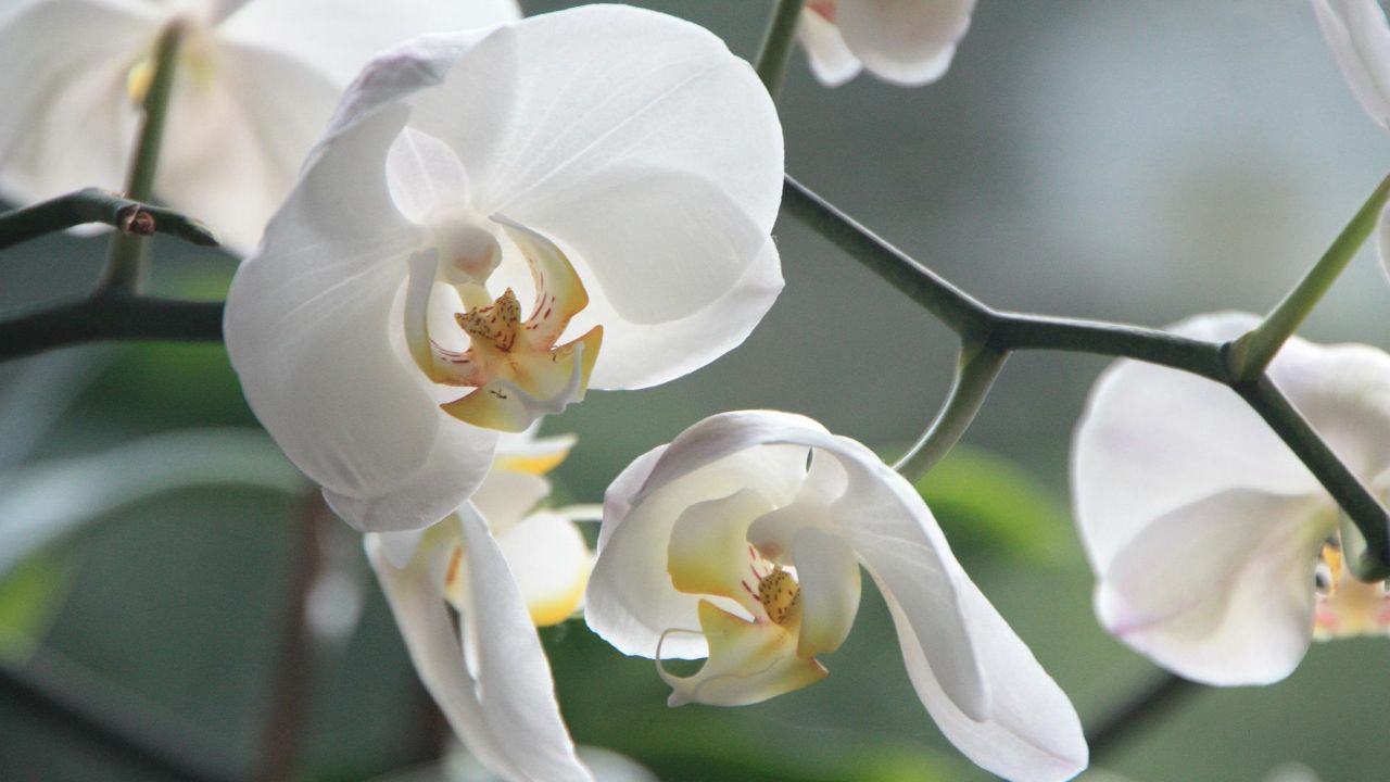 Orchidea sana trucco