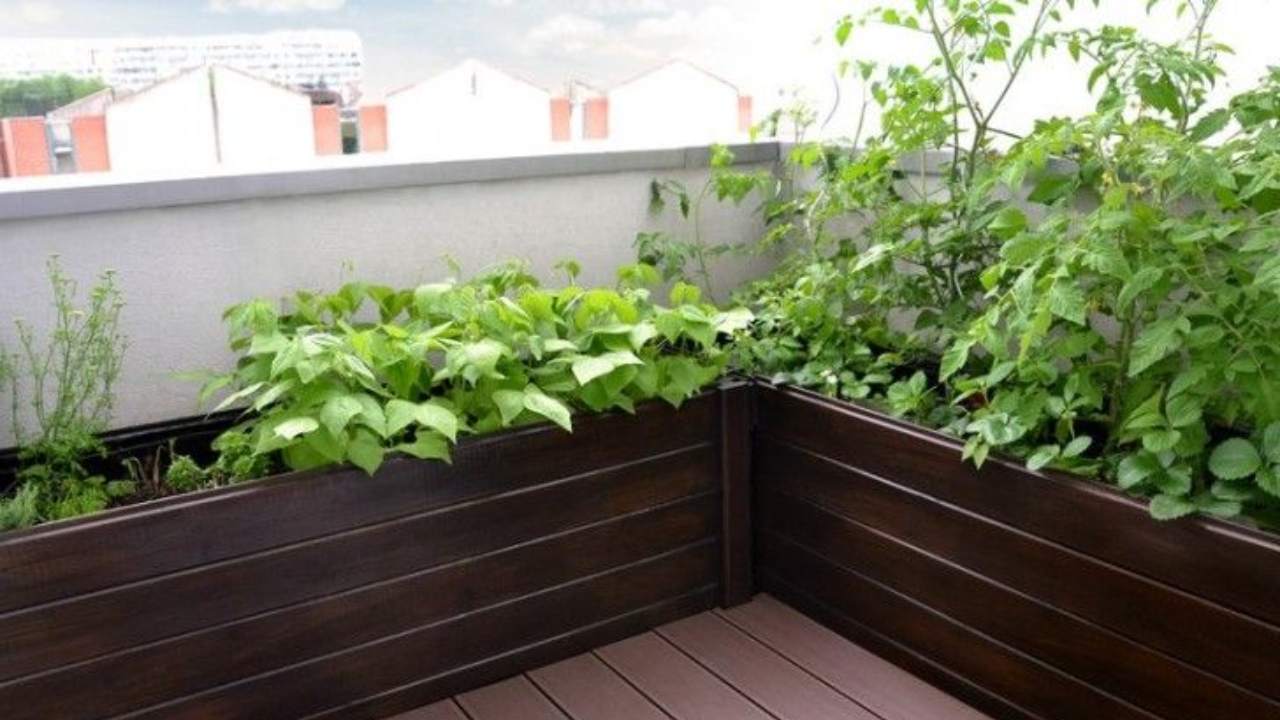 Orto balcone trucchi