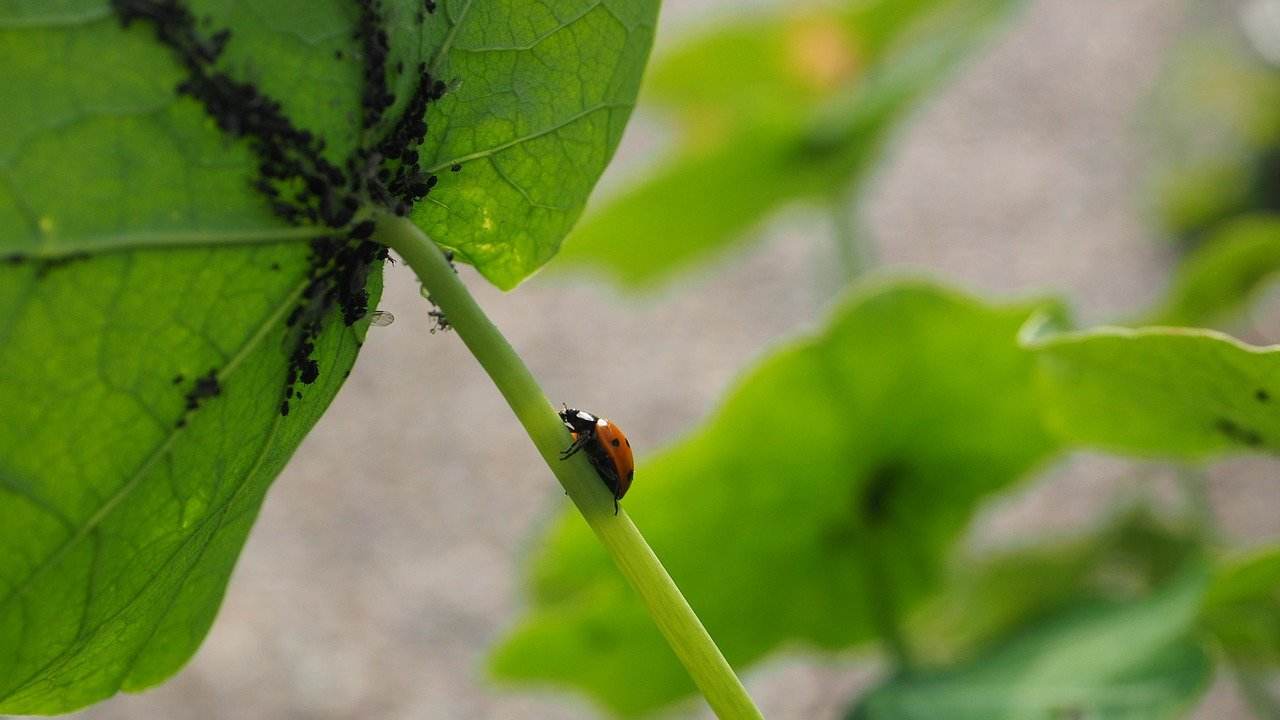 repellente naturale parassiti piante