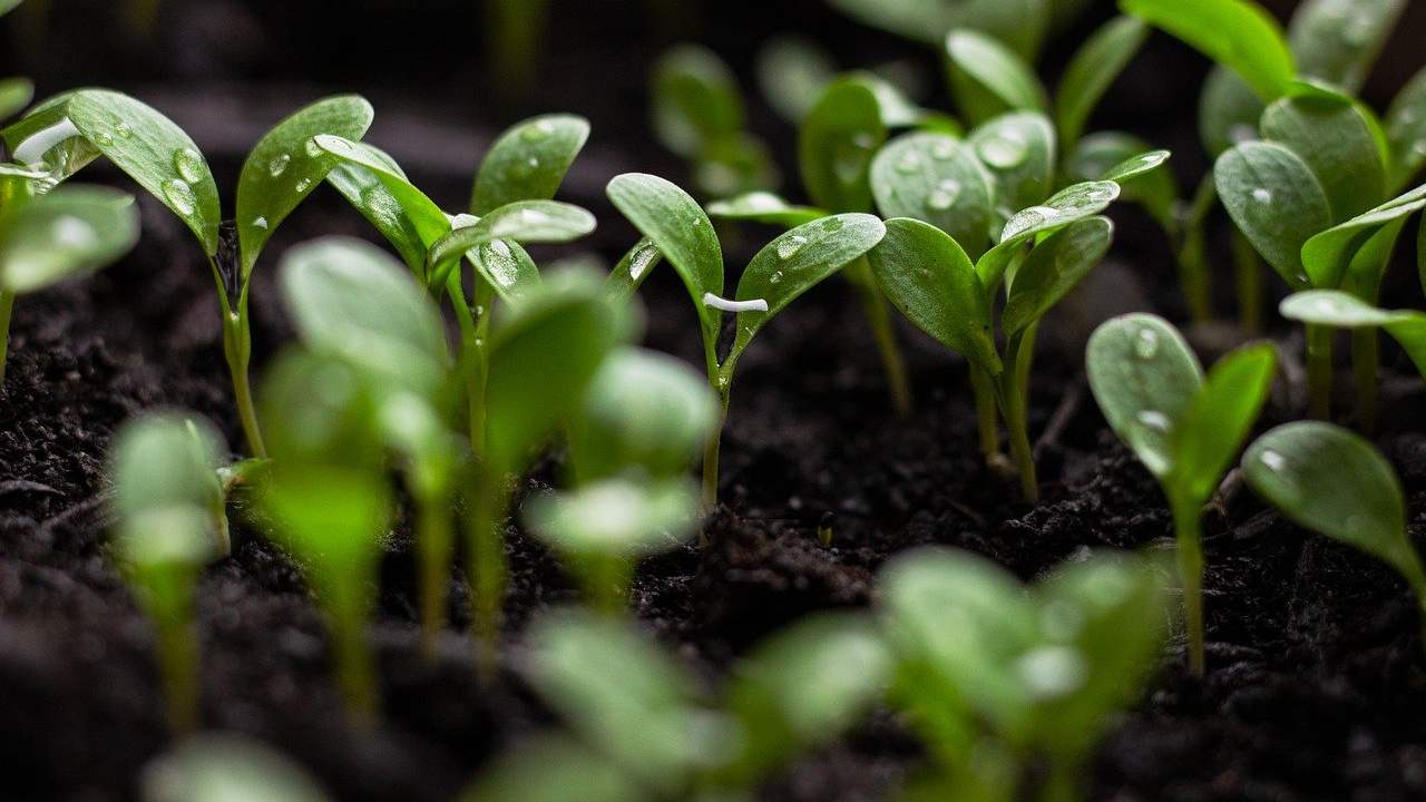 metodi alternativi giardinaggio