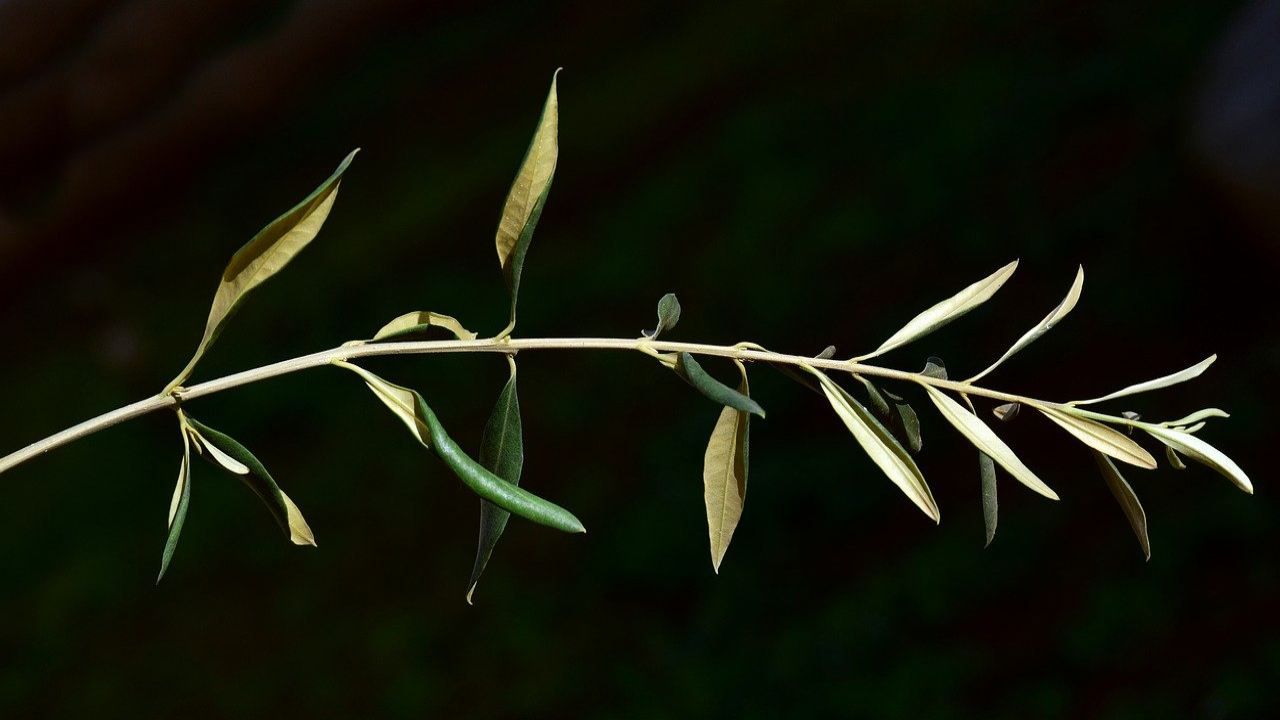 tradizione religiosa regala ulivo Pasqua