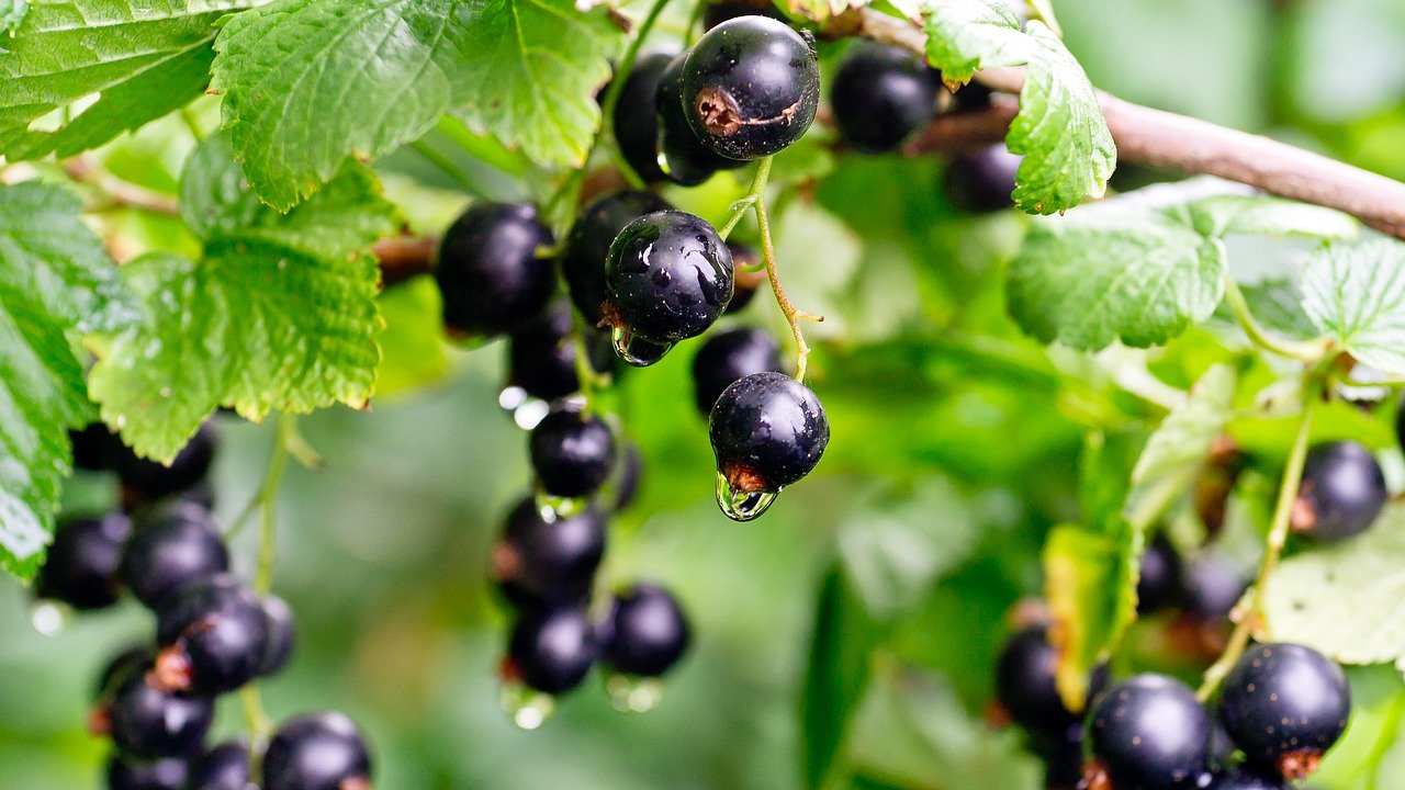 Ribes nero proprietà