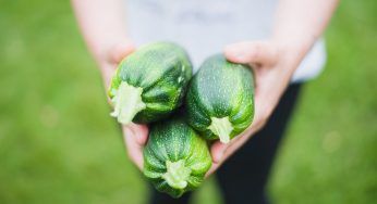 Coltivare le zucchine sarà un gioco da ragazzi: i metodi più efficaci per risultati strepitosi