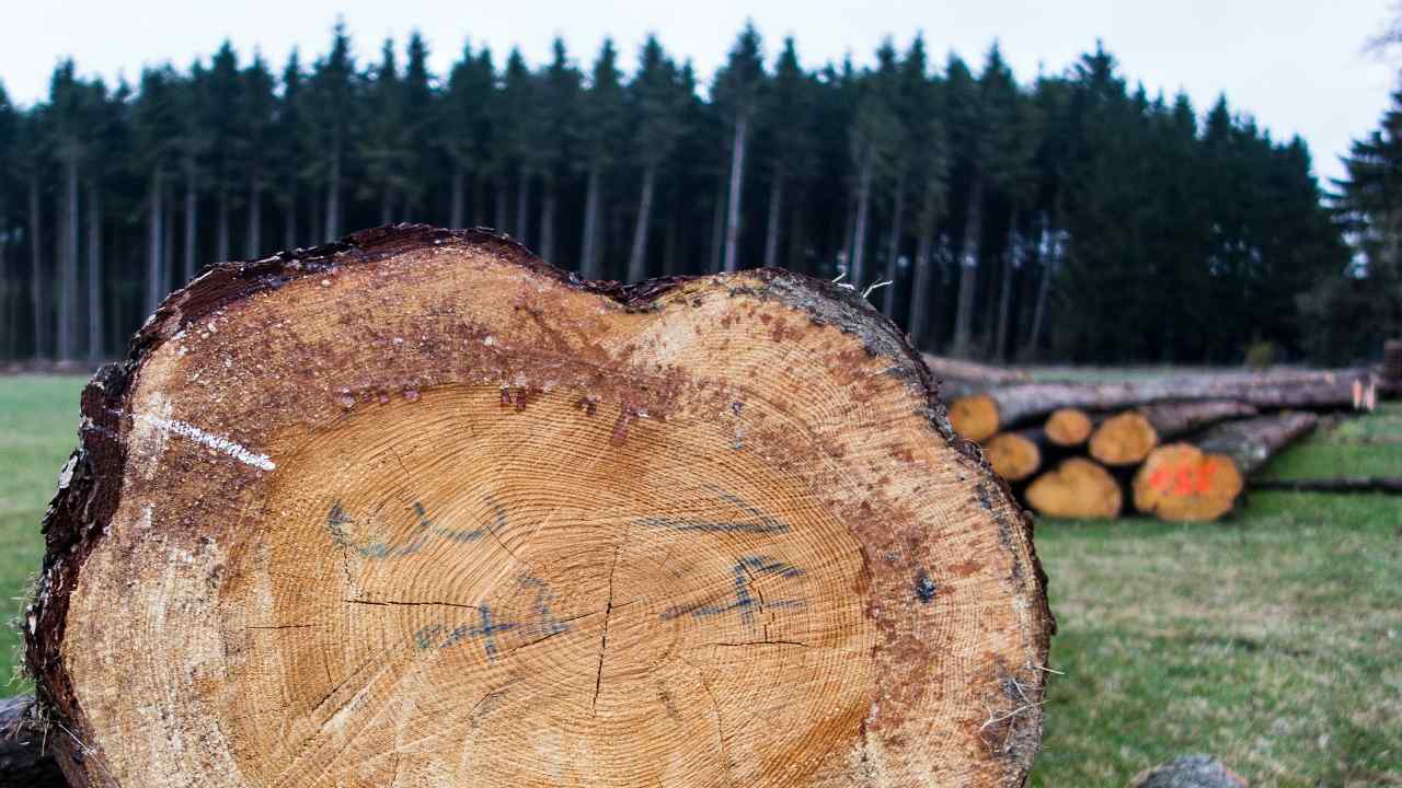 Carta polline alberi