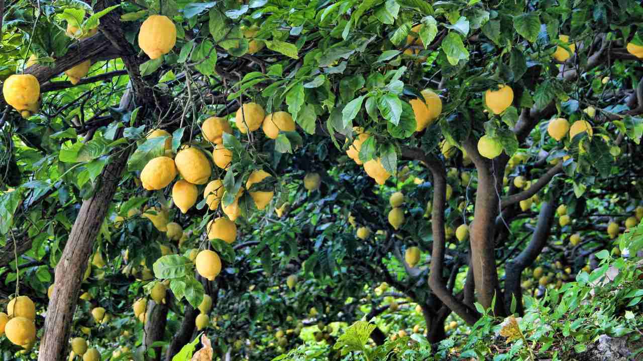 Limone parassita albero