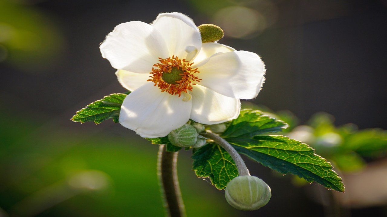 Anemone bianco fiore vento