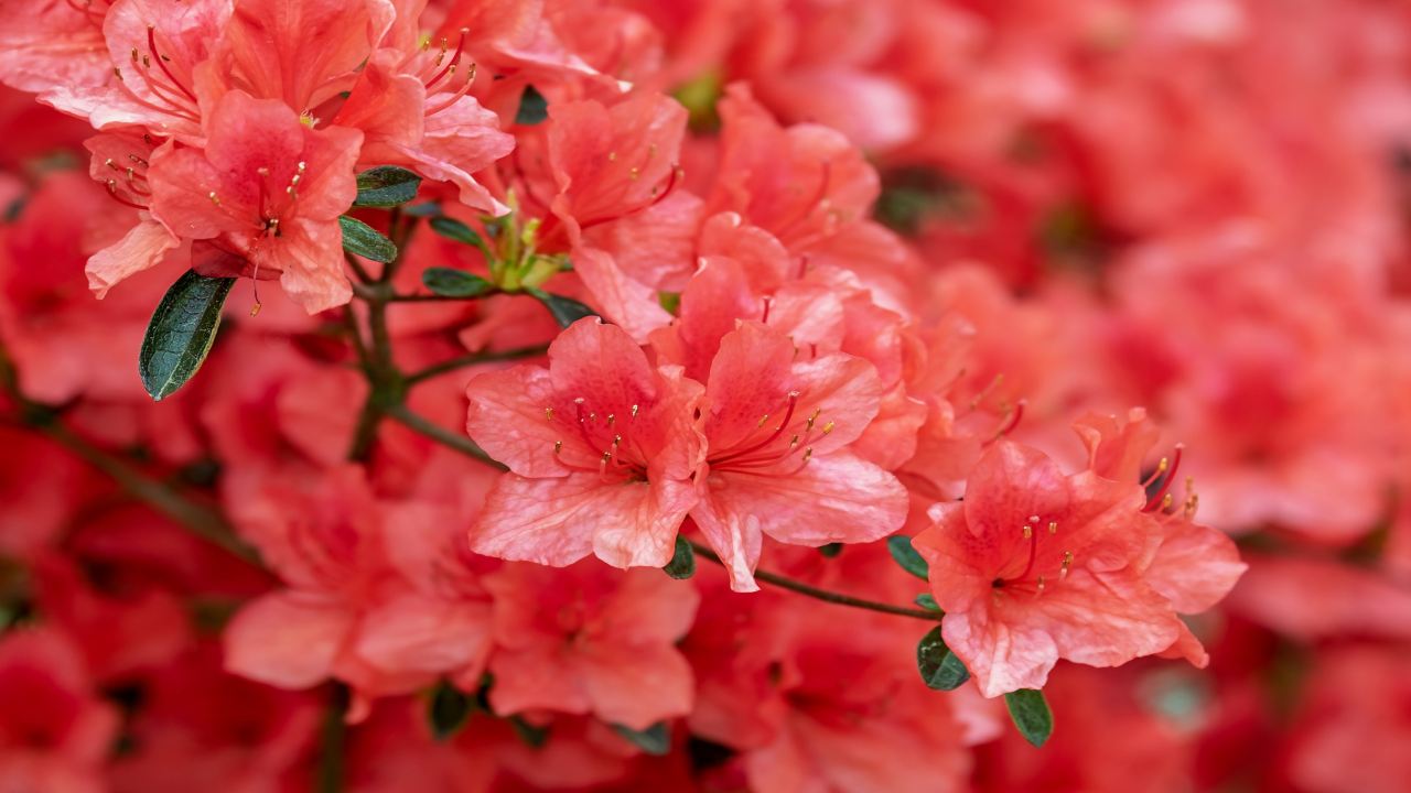 azalea rossa giardinaggio