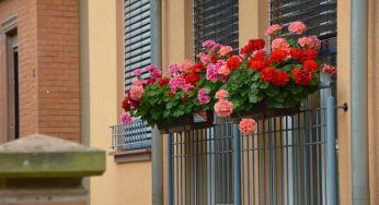 I fiori più belli ed economici da tenere in giardino e in vaso. Con loro farai un figurone nella bella stagione