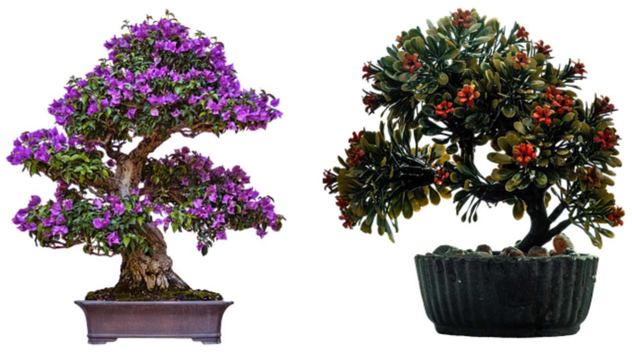 bonsai pianta