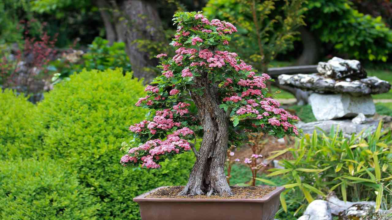 Bonsai cura fiori