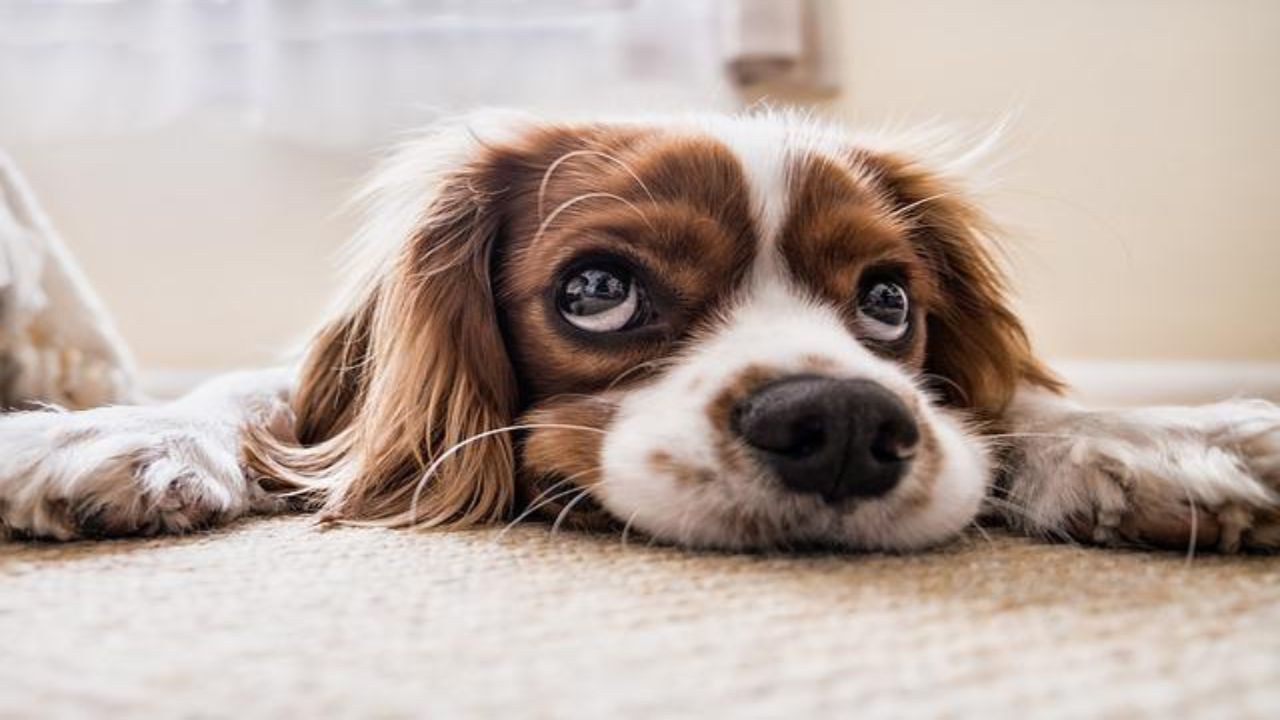 sguardo cane