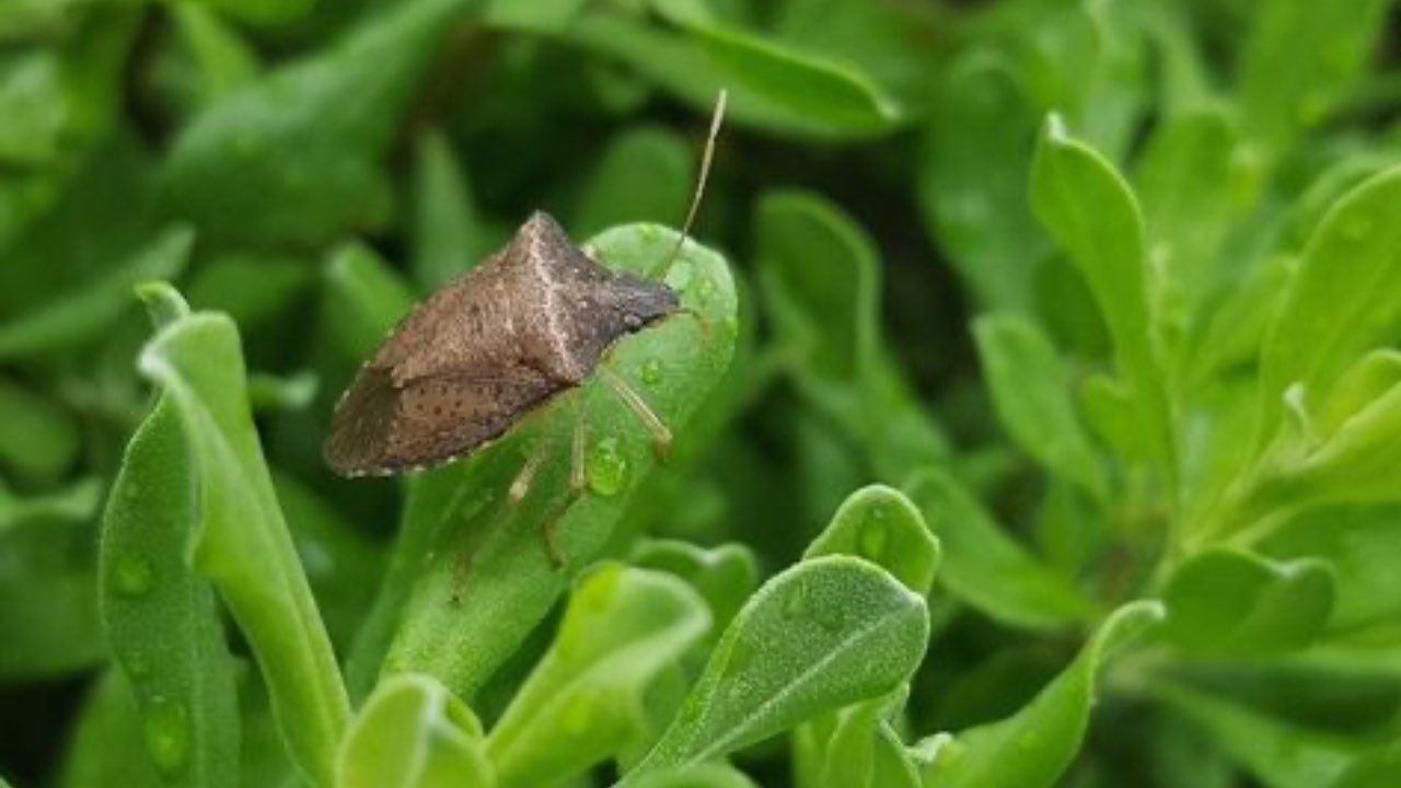 cimici marroni rimedi