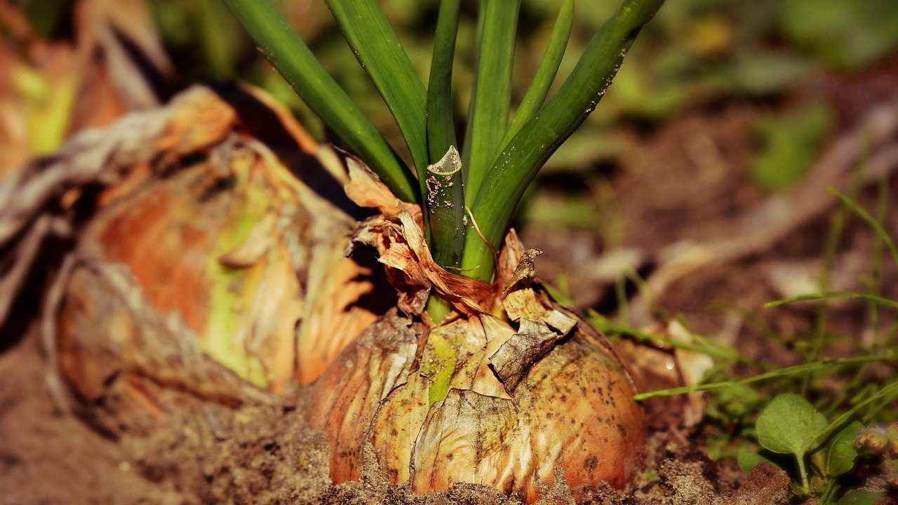 Cipolla rimedi giardinaggio