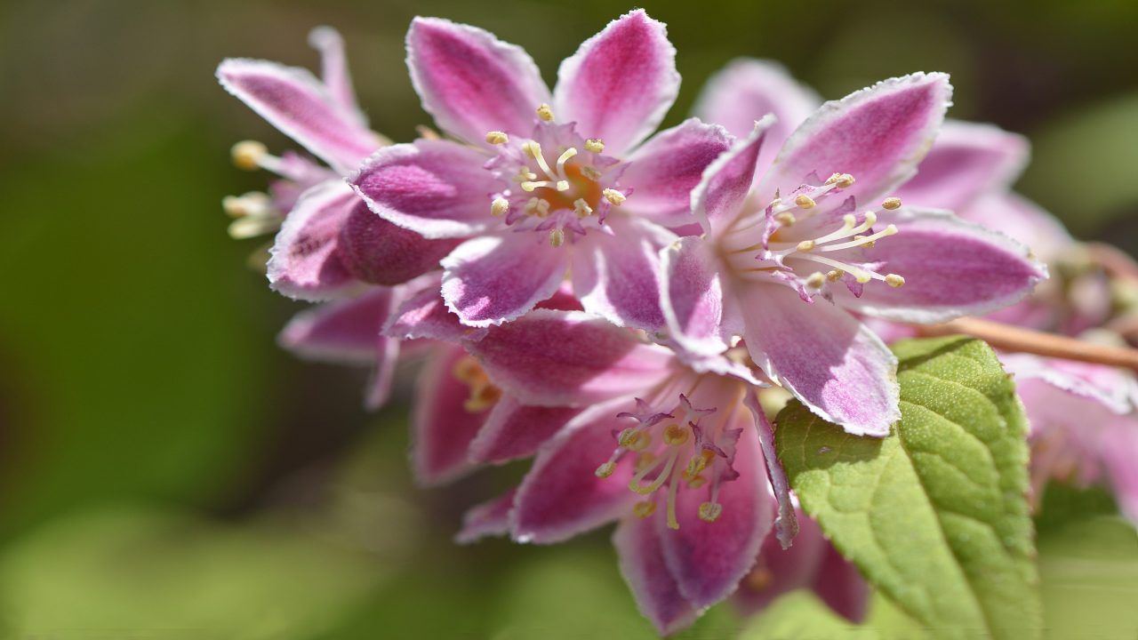 Potatura primavera Deutzia