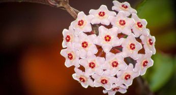 I fiori di cera: come coltivarli per avere risultati strepitosi. Mai visto nulla di più bello
