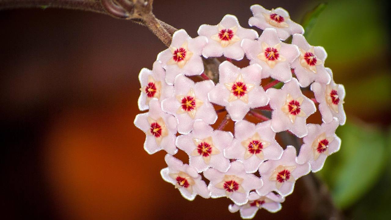 fiori di cera coltivazione