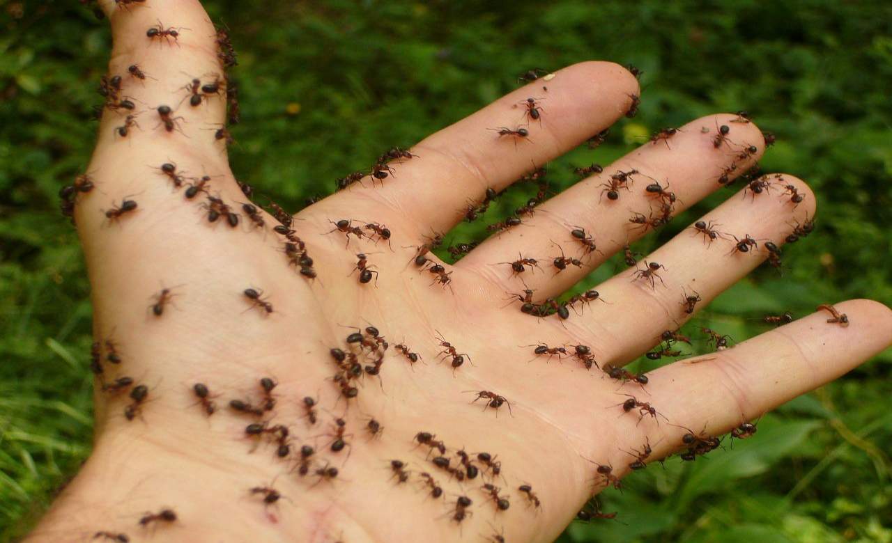 formiche trucco rimedi naturali casa