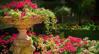 Bicarbonato in giardino: in molti lo usano, per questo motivo lo farai anche tu