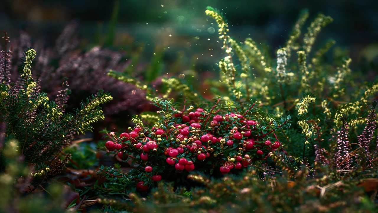 Giardinaggio sostenibilità piante