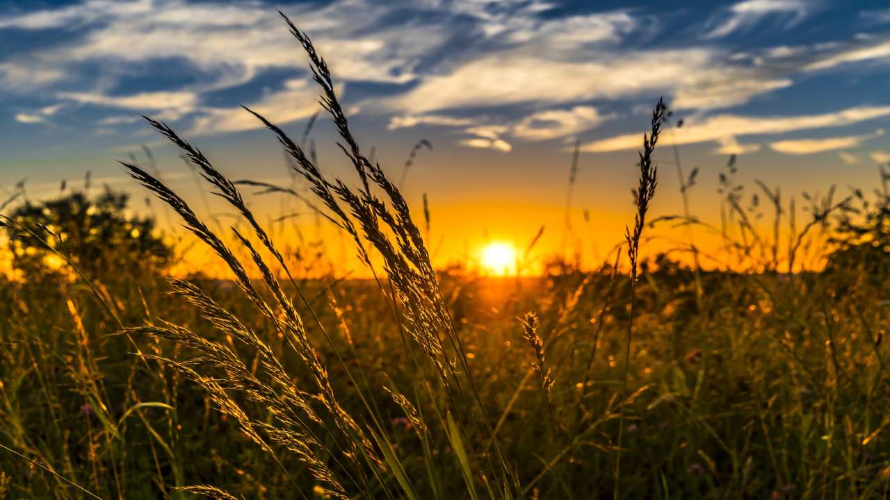 Agricoltura sostenibilità grano