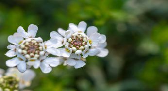 Iberis, il fiore più in voga per il giardino. Bellissimo dal profumo inebriante, scopri i suoi segreti