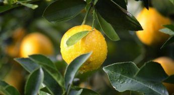 Limone bello e forte: basta un semino, vedrai che risultato sorprendente