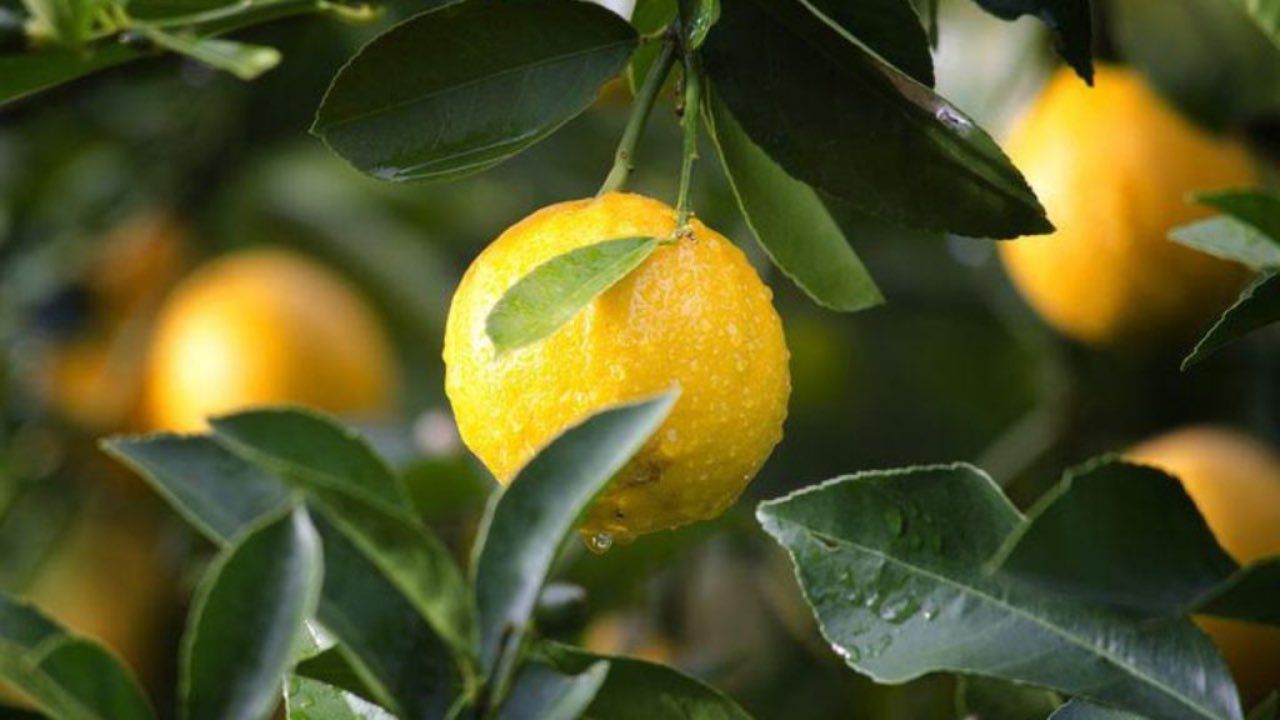 limone giallo pianta semina