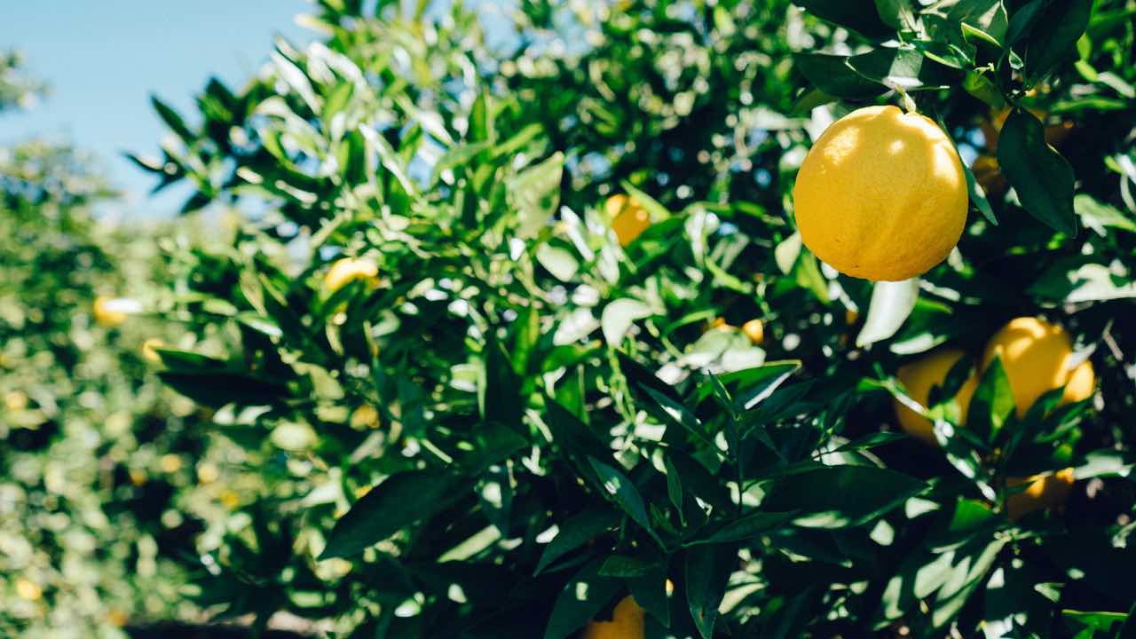 foglie limoni coltivazione