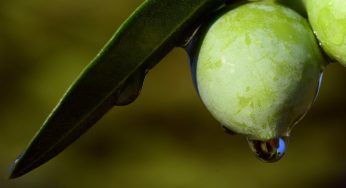 Pianta d’ulivo forte e verdeggiante: in 3 mosse la salverai. Mai visto nulla di simile