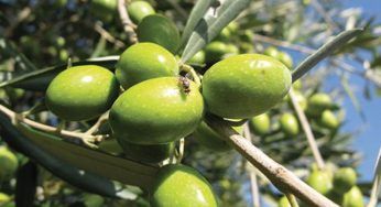 La mosca dell’ulivo è pericolosa: come mandarla via evitando che la pianta muoia